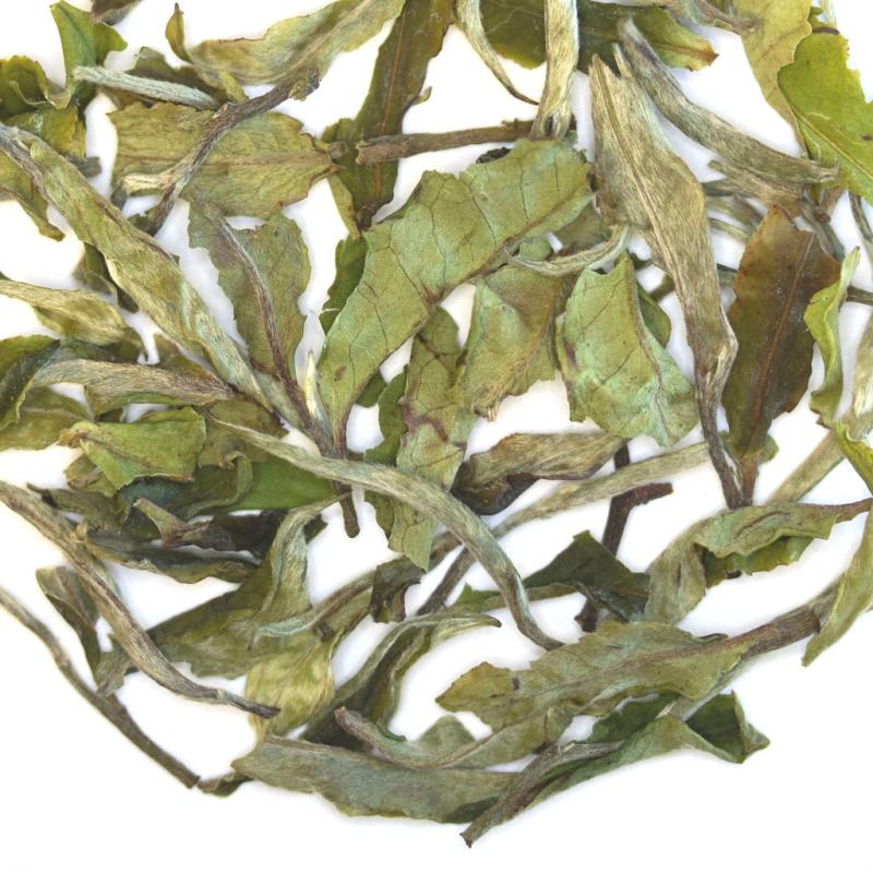 Snapdragon | White Tea TEA White Tea