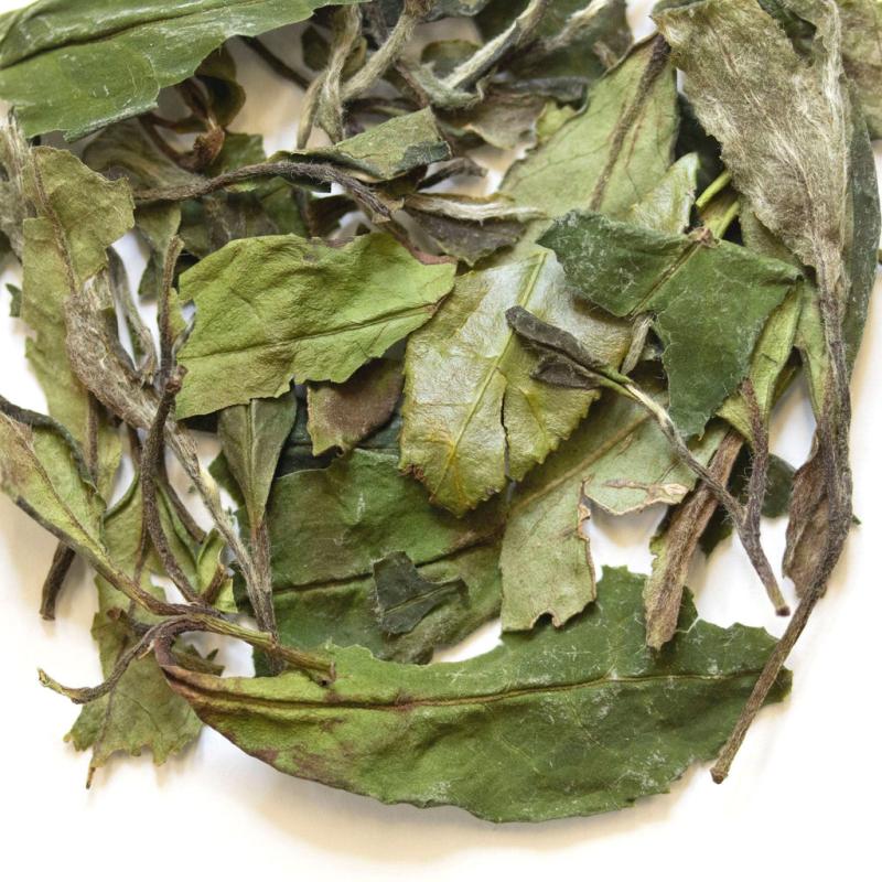 Spring Rain Bai Mu Dan | White Tea 1 pound TEA White Tea